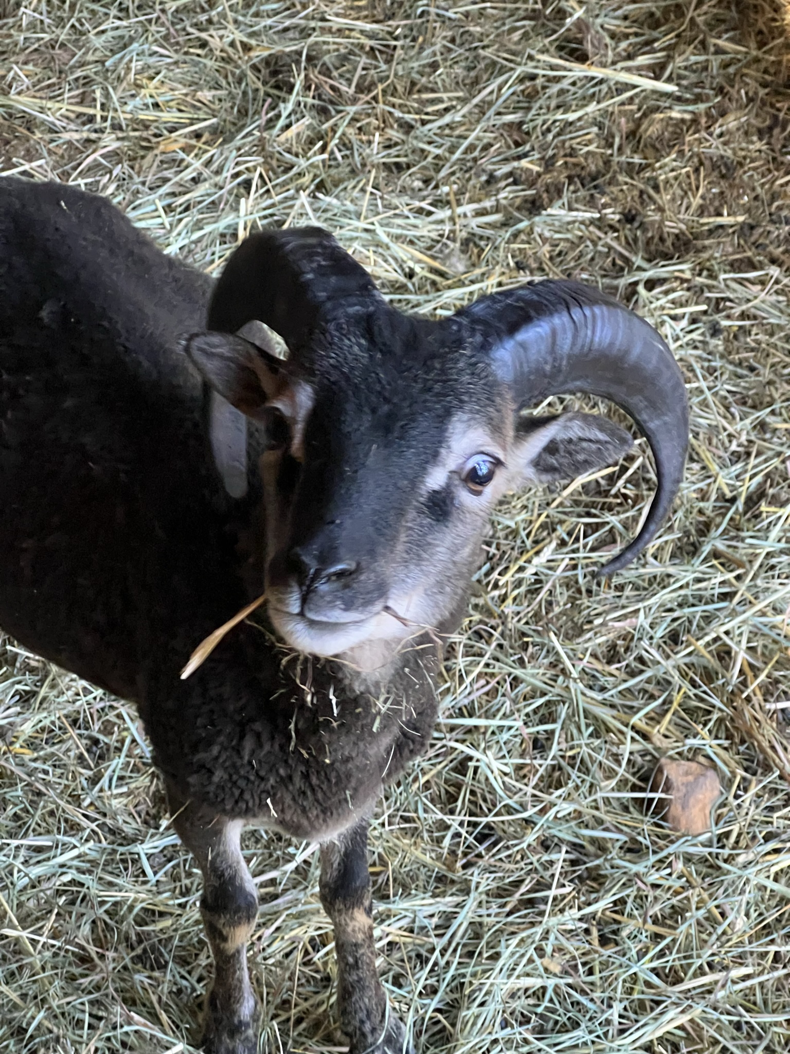 Close portrait of a black horned ram