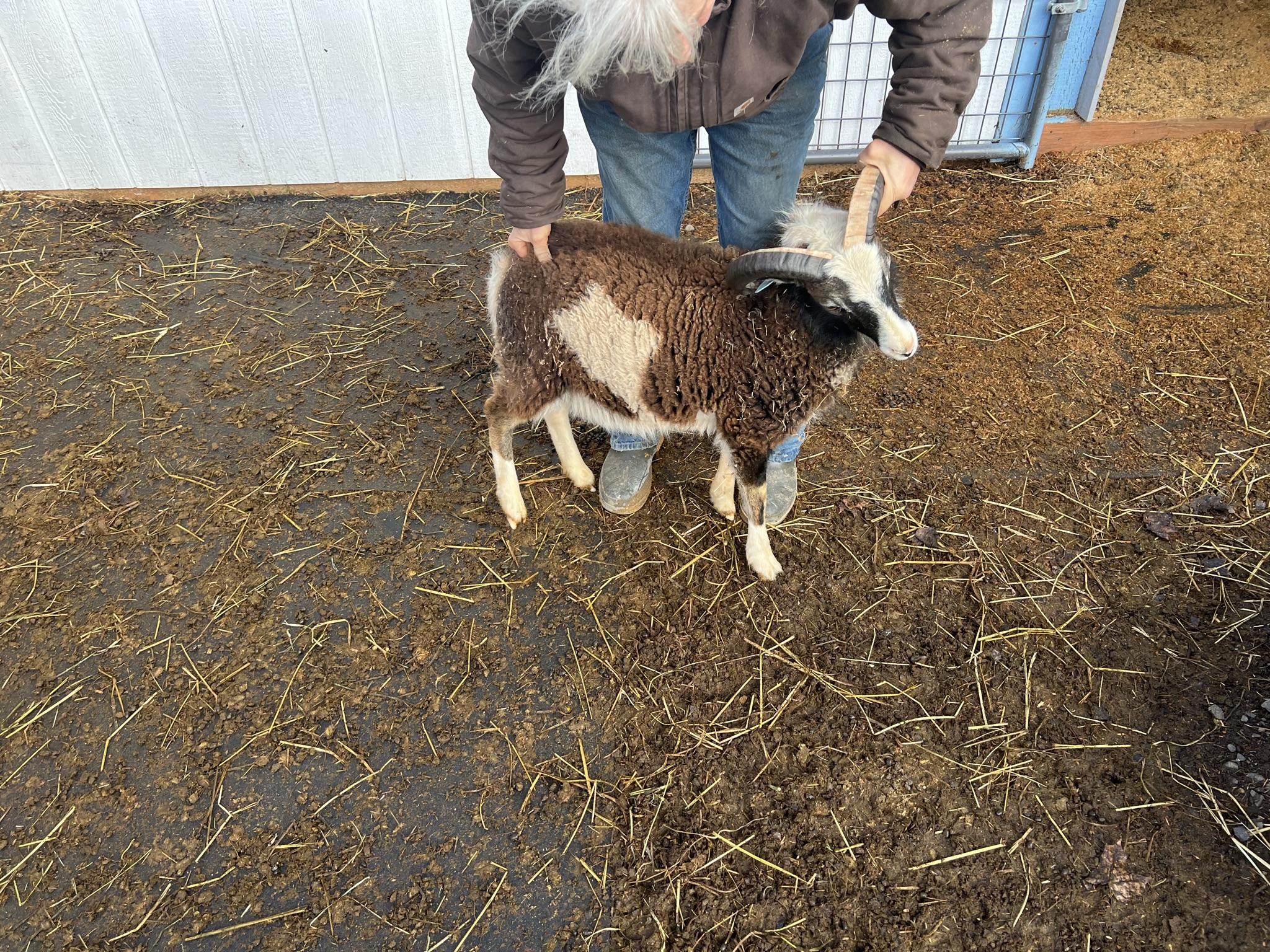 Brown and white horned sheep standing outside the barn
