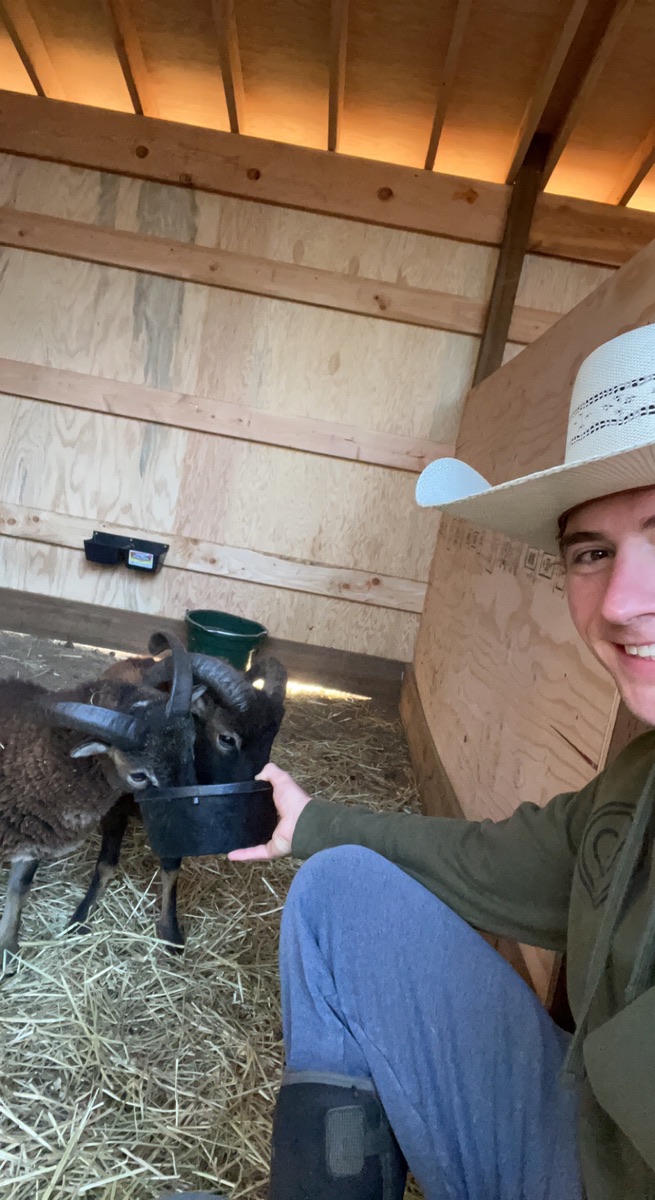 Rancher hand-feeding two sheep