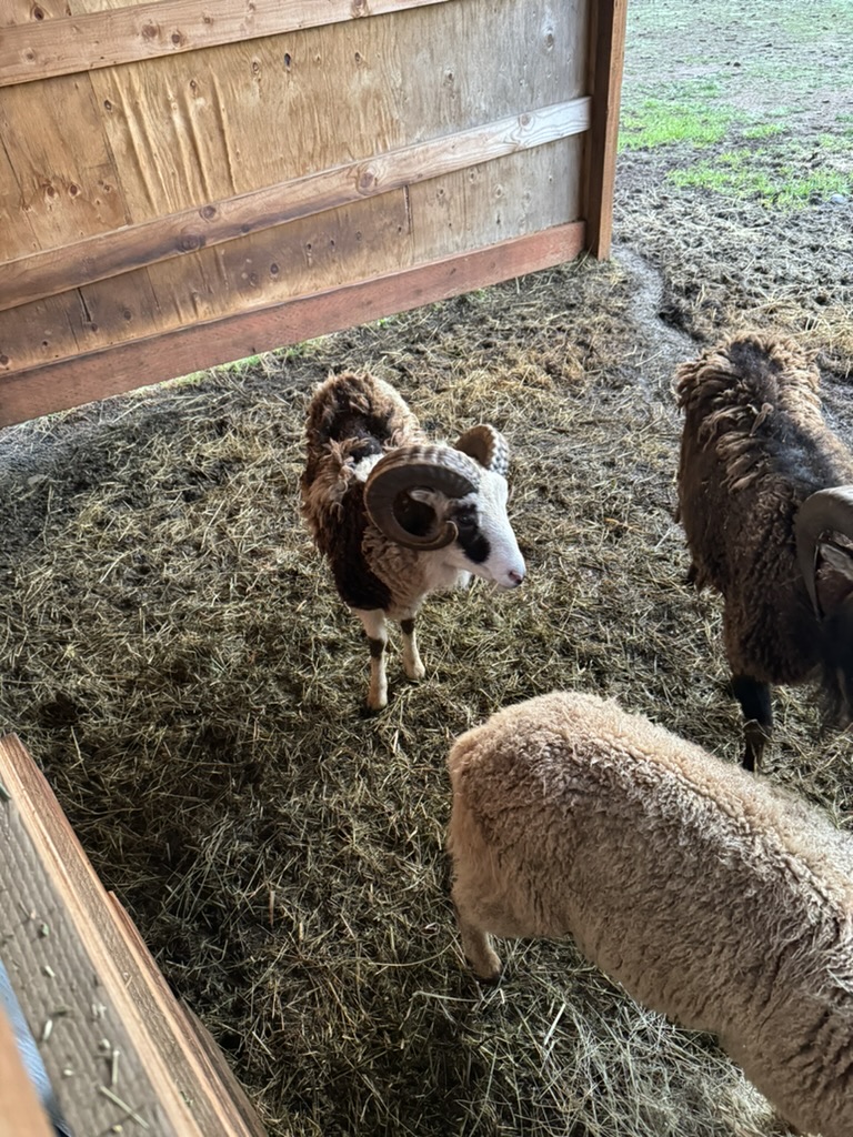A group of sheep gathered on hay inside the barn