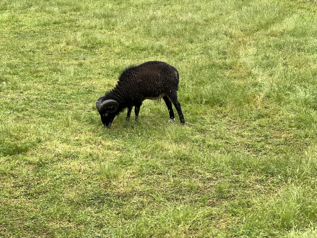 Black horned sheep grazing in a green Springwater pasture