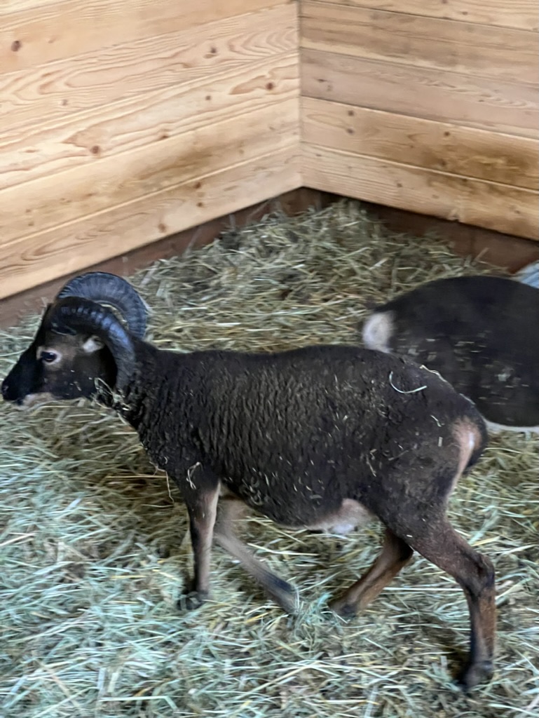 Black ram walking across fresh hay in the shelter