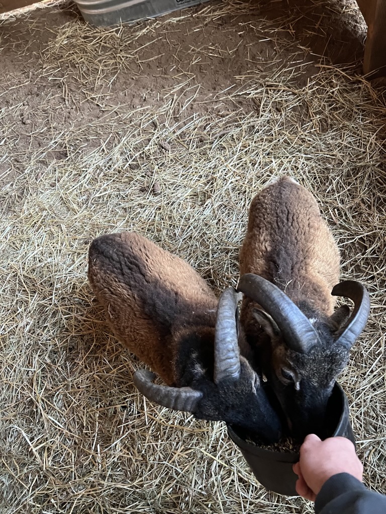 Two rams eating together from a feed bucket