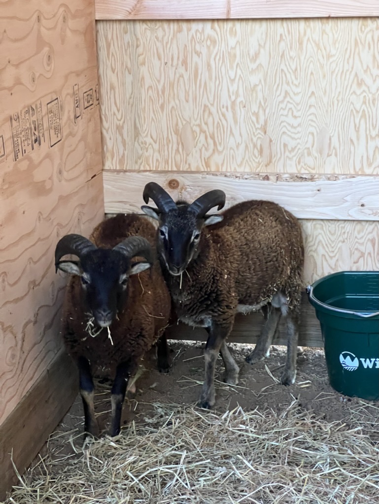 Two horned rams standing together in the barn